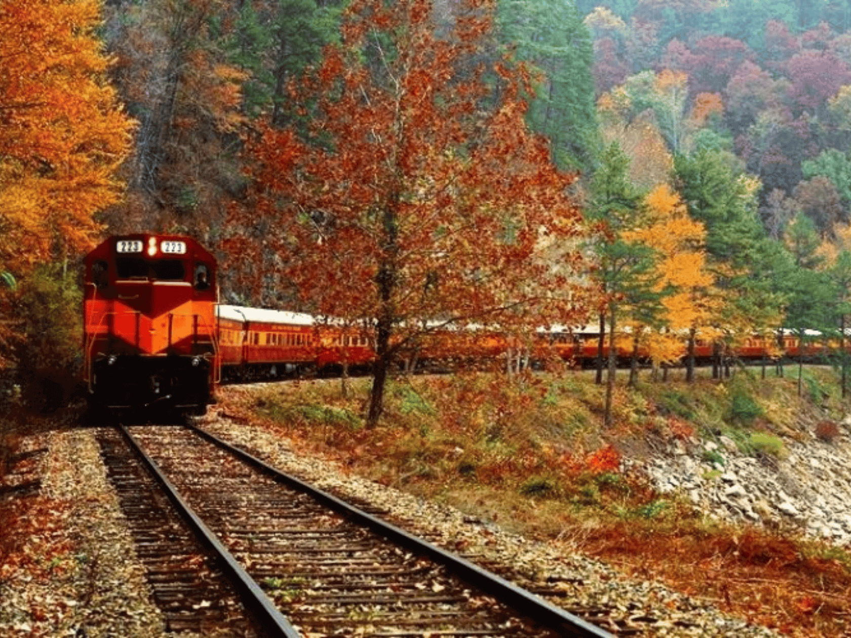 A historic steam engine train riding through the fall colored forest